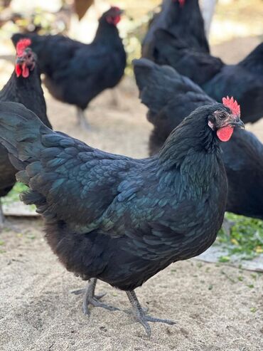 Digər quşlar: Avstralop yumurtaları İnqibator üçün. ideal çıxış verir. təmiz qandır -da lalafo.az — 6 Digər quşlar: Avstralop yumurtaları İnqibator üçün. ideal çıxış verir. təmiz qandır — 6