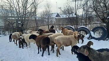 Баран, овца: Продаю | Овца (самка) | Полукровка | Для разведения | Племенные — 8