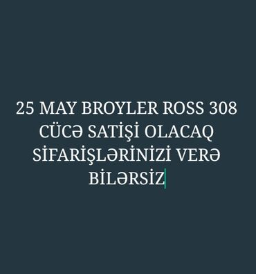 ordek balasi ne yeyir: Dişi, | Kuban, Damazlıq