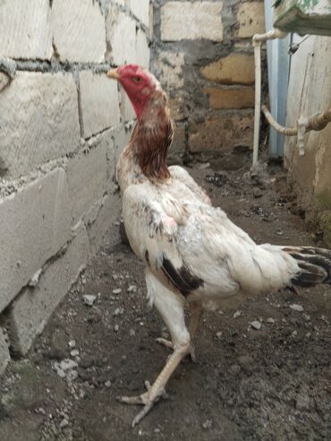 cins inekler azerbaycanda: Cinsi Şhamo Hazırda Yumurtlayır.Whatsap Aktivdir.Ucuz Heyvan Axdaran