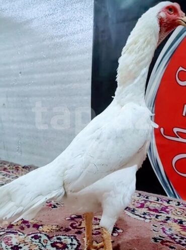 Digər quşlar: Salam kimdə satdıq yumurtlayan Alman Oh Şhamo fərə varsa bu nömrəylə
