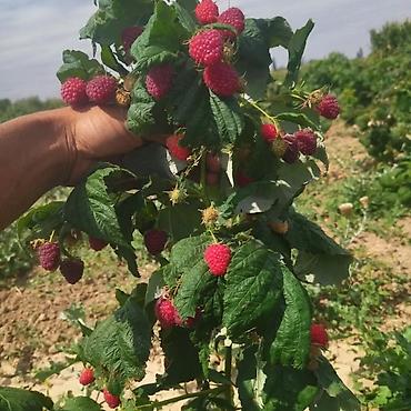 Tayberry saplings & cuttings: 🌿 Полана жана Полька 🌿( Оригинал сорт ) мөмөсу 🍇 Чон чон одборный — 3