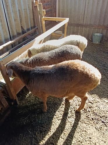 Баран, овца: Продаю | Ягненок | На забой — 8