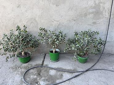 саженцы кокон гилас: Толстянка (денежное дерево) в горшках. - Сорт: Crassula ovata — 4