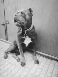 İtlər: Kane-Korso, 2 il, Erkek, Peyvəndli, Ünvandan götürmə — 20