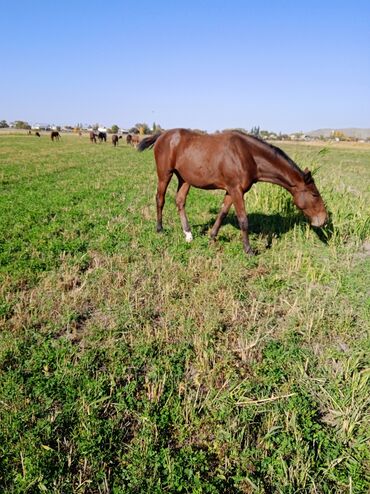 купить щенка добермана из питомника: Сатам | Байтал
