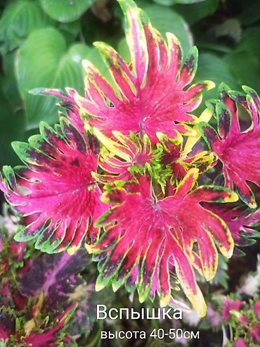 Алоказии: Открыта продажа сортовых КОЛЕУСОВ. цена за срез 100 сом.В коллекции — 2