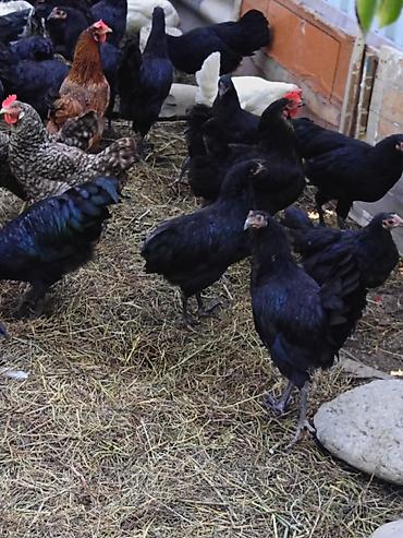 ev quşları haqqında melumat: Toyuq, Damazlıq — 2