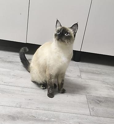 кошка котенок: Тайская, 2 месяца, Мальчик — 5