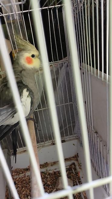 yalnız suda yaşayan heyvanlar: Nimfa (Cockatiel) papağanı – boz-ağ rəng çaları, yanaqlarda narıncı — 1