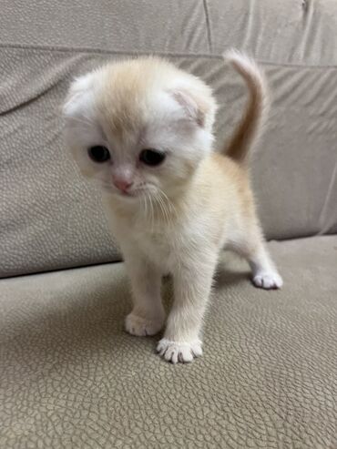 Pişiklər: Temiz qan shinshila balalari satilir. 15 .11.25 ilde dogulublar. yemek — 1