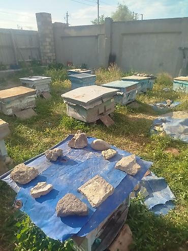 quzu qiyməti: 40-a yaxın arı ailəsi satılır. Qiymət razılaşma yolu ilə müəyyən — 3