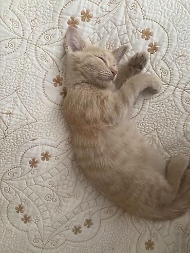лысые кошки цена: Котёнок кремового окраса + базовый набор для ухода, привитый от блох и — 3