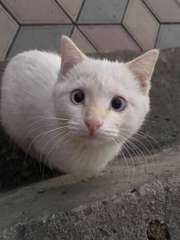 шотландский короткошерстный кот цена: Мышык бекер берилет: Скотиш Страйт (Шотландиялык тик кулактуу), 3 айлык, Эркек, Аргын, Лотокко барууга үйрөтүлгөн