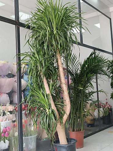 Другие комнатные растения: ПРОДАЮ КОМНАТНЫЕ РАСТЕНИЯ! 🌱 Бамбук — 3000 сом 🌳 Бонсай — 4100 сом 🌳 — 17