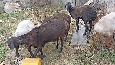 кошка манас: Продаю | Овца (самка) | Эдильбаевская | На забой | Матка — 8