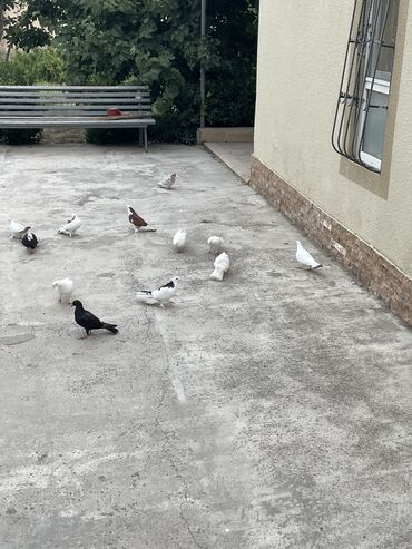 qaşqaldaq quşu: Tam sağlam heyvanlardı tutulma quşlardı 21 dənədi optavoy sonu 6