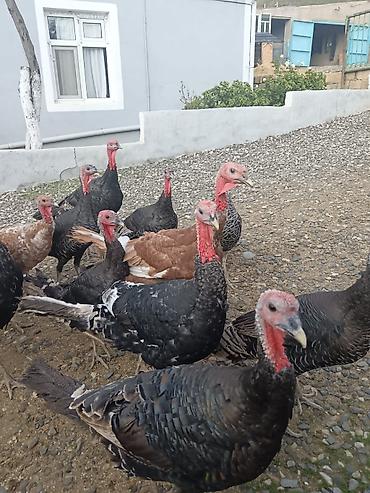 afcarka it adlari: Dişinin kilosu-19m
erkeyin kilosu-17m — 1