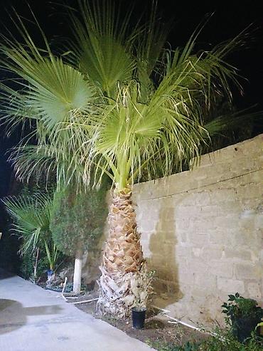 limon ağaçı: Palma ağacı 2 ədəd,biri balacadır,biri böyük.Böyük ağac hündürlüyü 2 — 2