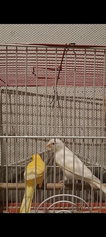 bulbul quşu satışı: 12 14 aylıq erkəklər biri 100m iri sağlam quşlardı — 3