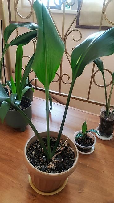 Фикусы: Комнатные цветы. Кактус. Лилия.кактус Эпифиллум (Epiphyllum) или — 9