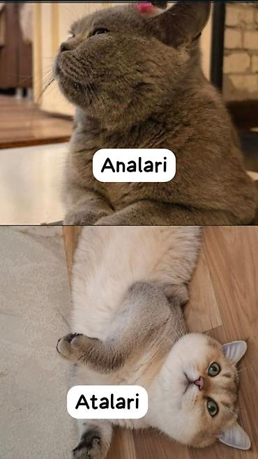 Кошки: Шотландская — 1