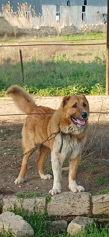 İtlər: Qurdbasar, 2 il, Erkek, Peyvəndli — 4