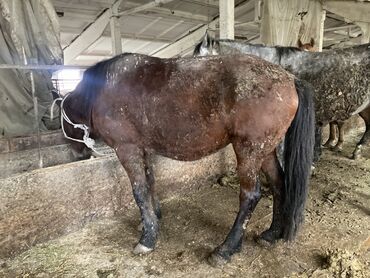 продаю жеребца: Сатам | Жылкы (эркек) | Мерин