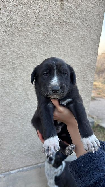 коне корсе: Отдам щенков в добрые руки 🐶❤️ Родились 4 октября. 5 мальчиков и 1 — 1