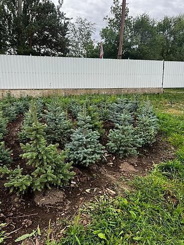 елка голубая: Ель голубая (Picea pungens Glauca) из открытого грунта - Декоративные — 2