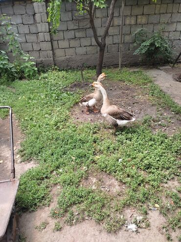 порода собак чау чау цена: Гуси домашние взрослые 3 самца 2 самки гусыни несутся ( одна