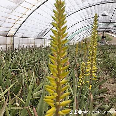bitki toxumlarinin satisi: Aloe vera Barbadensis növü 4 illik dibçəklər endirimli qiymətlə həm — 5