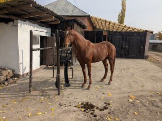 объявления о найденных собаках: Сатам | Байтал | Англиялык | Ат спорту | Асыл тукумдуу