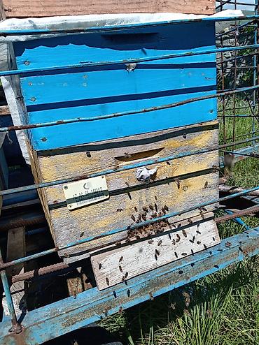popugay satisi: Səyyar arıxana qoşqusu və pətəklər Şəki şəhərində arı və lapet — 1