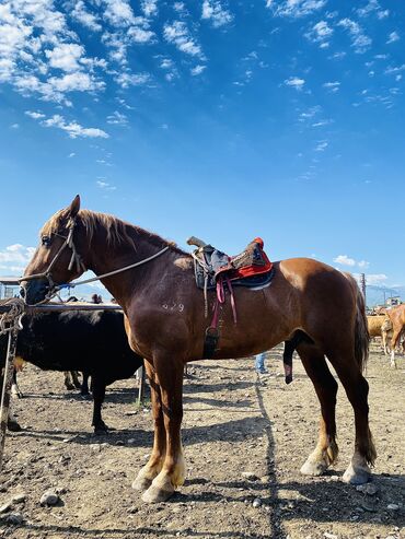 лошадь кыргызстан: Продаю | Жеребец | Дончак | Конный спорт