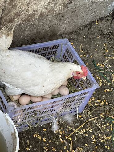 продам голубей: Продаю | Куры, Петух | Домашняя | На забой, Для разведения, Несушки