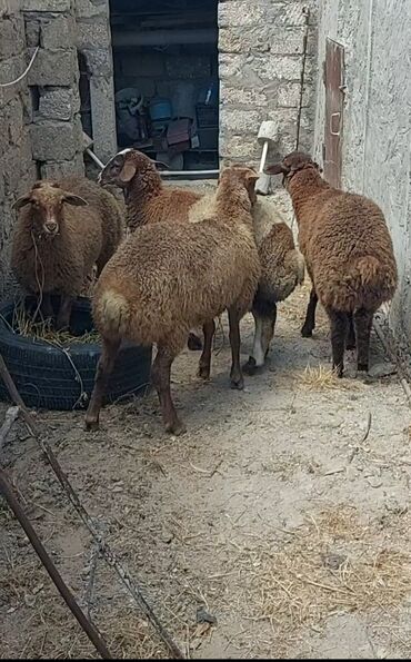 Akvarium aksessuar və ləvazimatları: Erkək quzu 4 ədəd Super sağlam erkək quzular satılır.heyvanlara söz