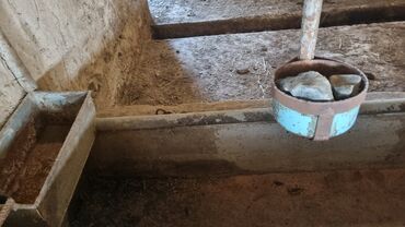 Сельхоз предприятия: Продаю Ферма КРС, 12 соток, Действующий, С оборудованием, Электричество, Скважина, Холодная вода — 5