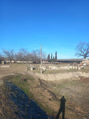 nardaran torpaq satilir: 3200 sot, Kənd təsərrüfatı, Barter mümkündür, Kupça (Çıxarış) — 7