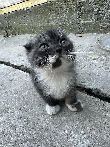Отдам даром кошку: Котята с ярким окрасом - Порода: домашние короткошёрстные - Окрас — 3