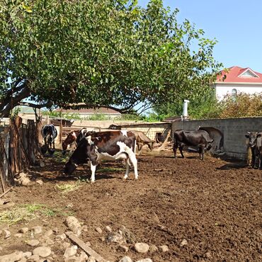 Qatıq: 3 kq balon --4 m 50 qəpik (qatiq-sud) 600 qr banka-1m 30 qəpik
