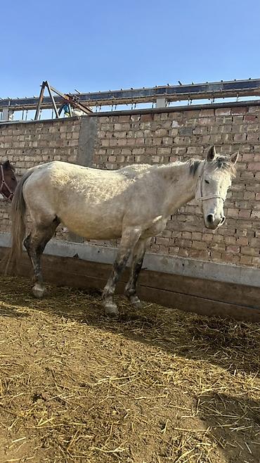 Лошади, кони: Продаю | Кобыла (самка) | Рабочий — 11