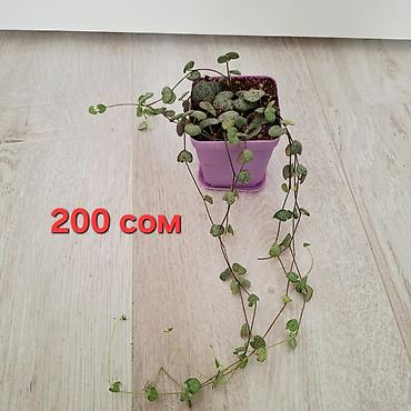 Фикустар: Распродажа комнатных цветов‼️‼️‼️ Фикус эластика (Ficus elastica) в — 2