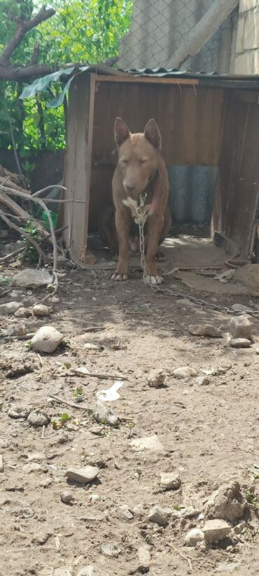 İtlər: Pitbul, 2 il, Erkek, Cütləşmə üçün, Ünvandan götürmə