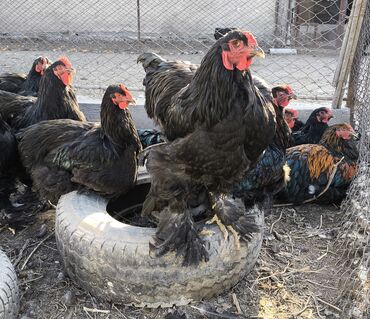 Куры, петухи: Продаю | Петух | Брама, Кохинхин | Для разведения — 8