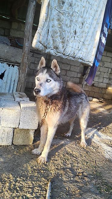 alman kurdu iti: Xaski, 1 il, Erkək — 3