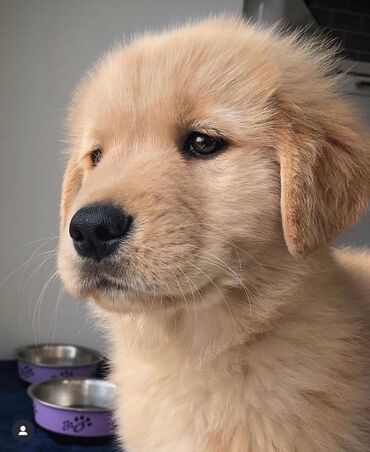 İtlər: Labrador-retriver, 1 ay, Erkek, Pulsuz çatdırılma — 6