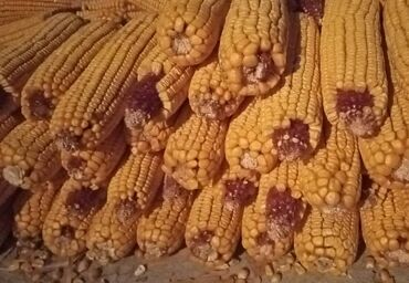 заказать шланг для полива: Кукуруза