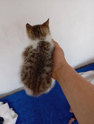 щенки сао: Котёнок мальчик 1,5 месяцев игручий ласковый — 3