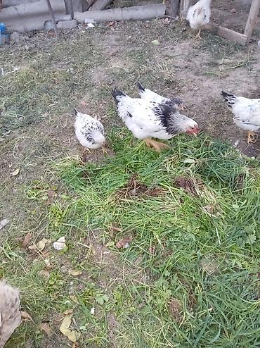 quşlar göyərçin: Məhsul: Qarışıq cins kənd toyuqları (ağ-qara ləkəli və qırmızı tünd — 2